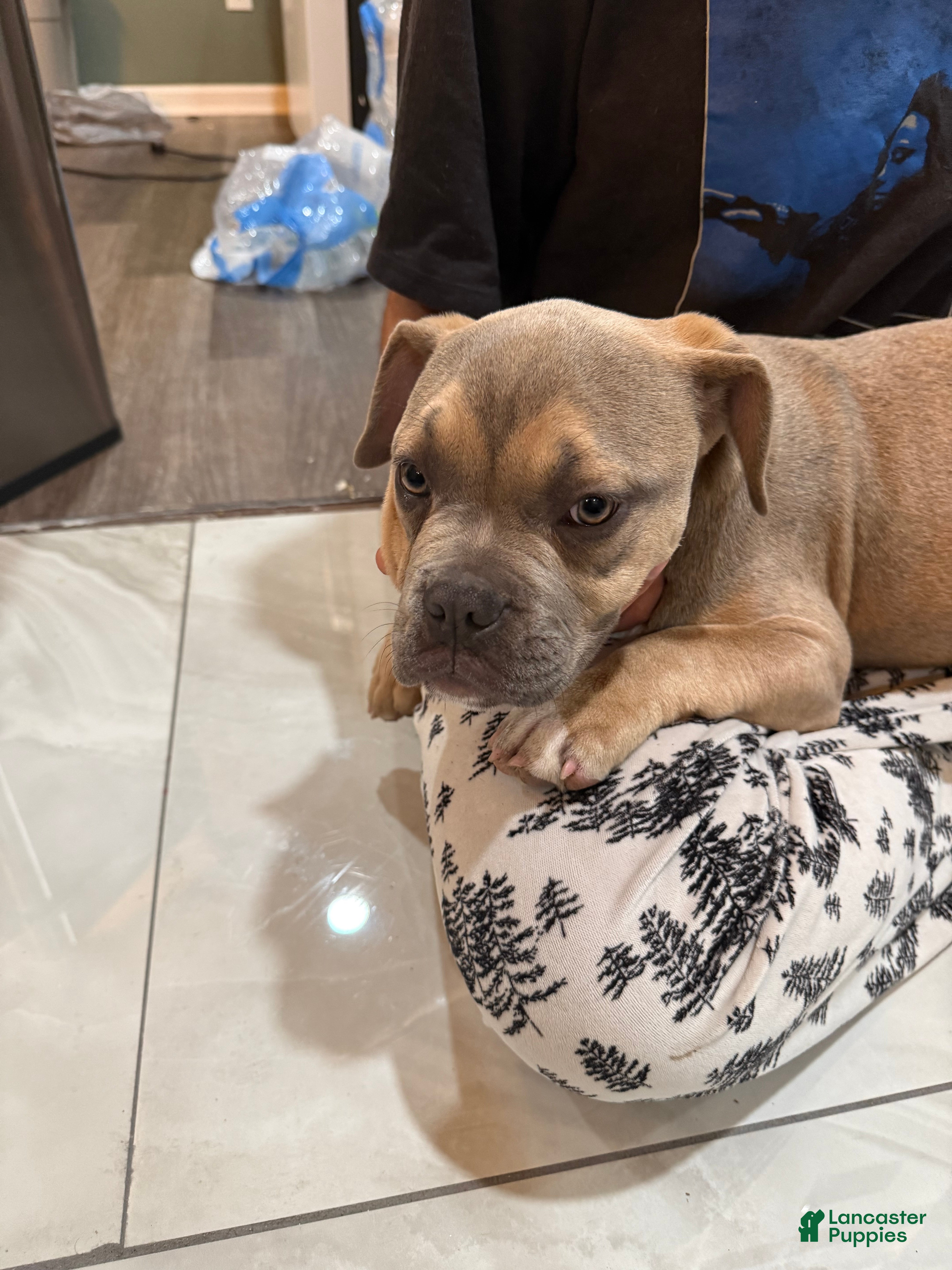 Mixed Breed dogs Bridget - Ad 13