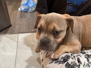 Mixed Breed dogs Bridget - Ad 10