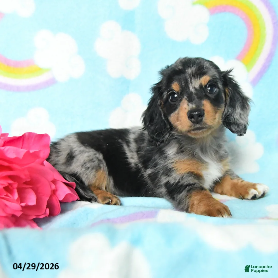 Miniature Dachshund dogs for sale: Dottie - Ad 2