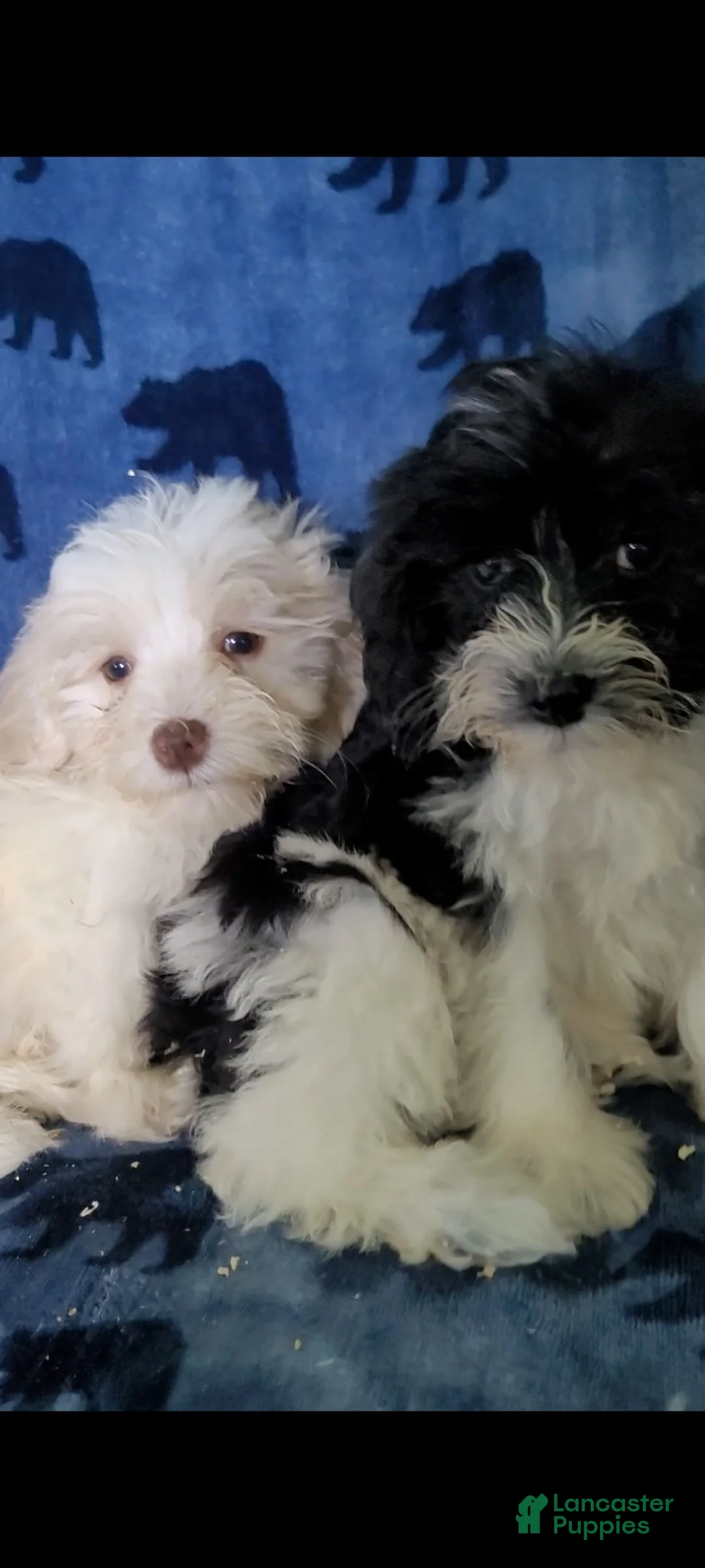 Schnoodle dogs for sale: Lily - Ad 3