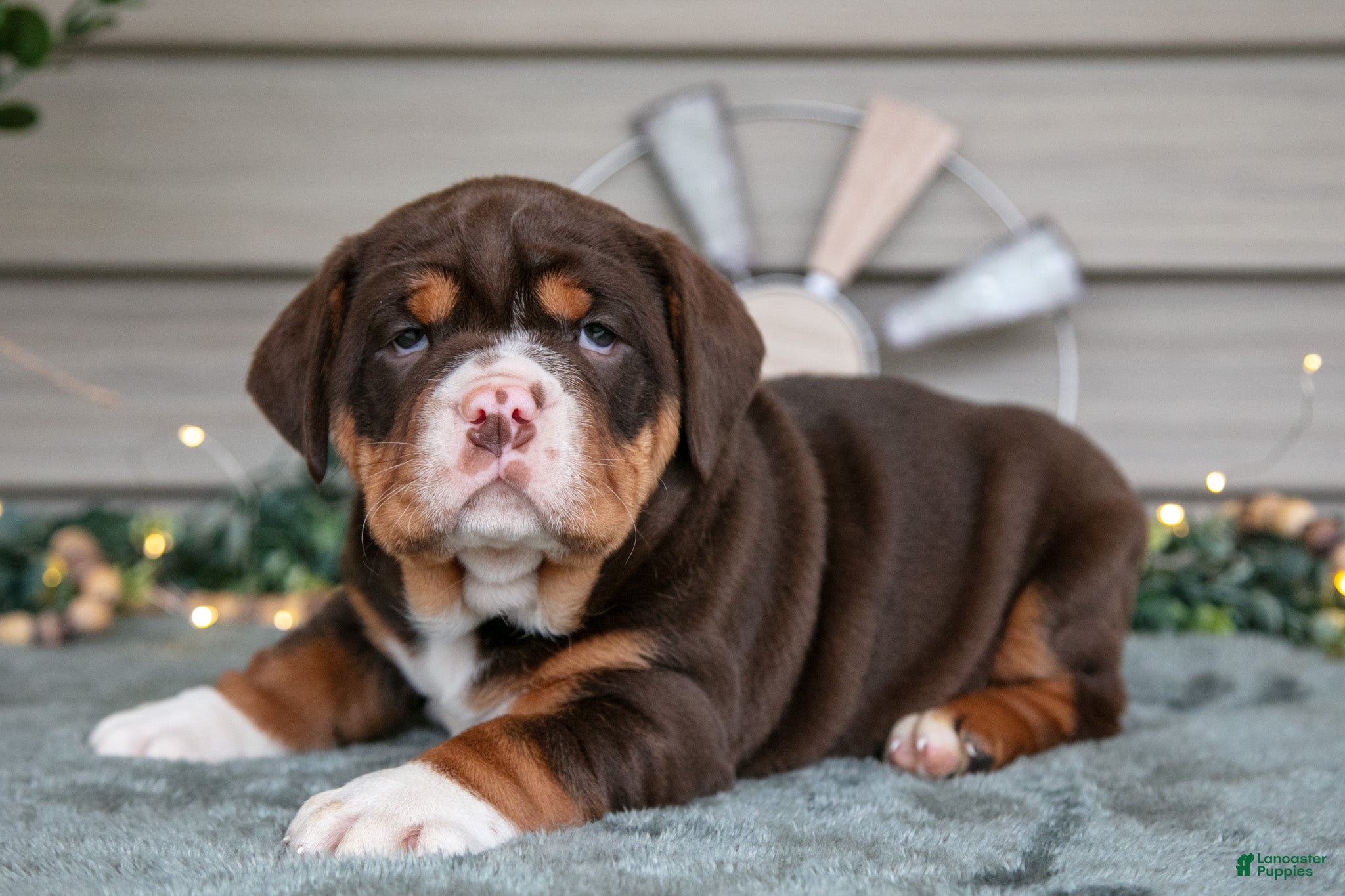 Beabull dogs Sassy - Ad 10