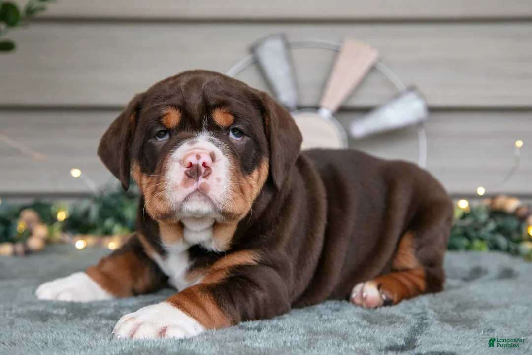 Beabull dogs for sale: Sassy - Ad 1