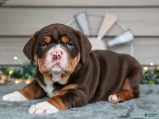 Beabull dogs Sassy - Ad 10