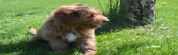 Mini Goldendoodle dogs for sale: Shaq - Ad 6