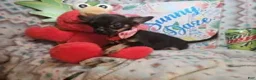 Chihuahua dogs for sale: Faith  (T-Cup) long-hair - Ad 4
