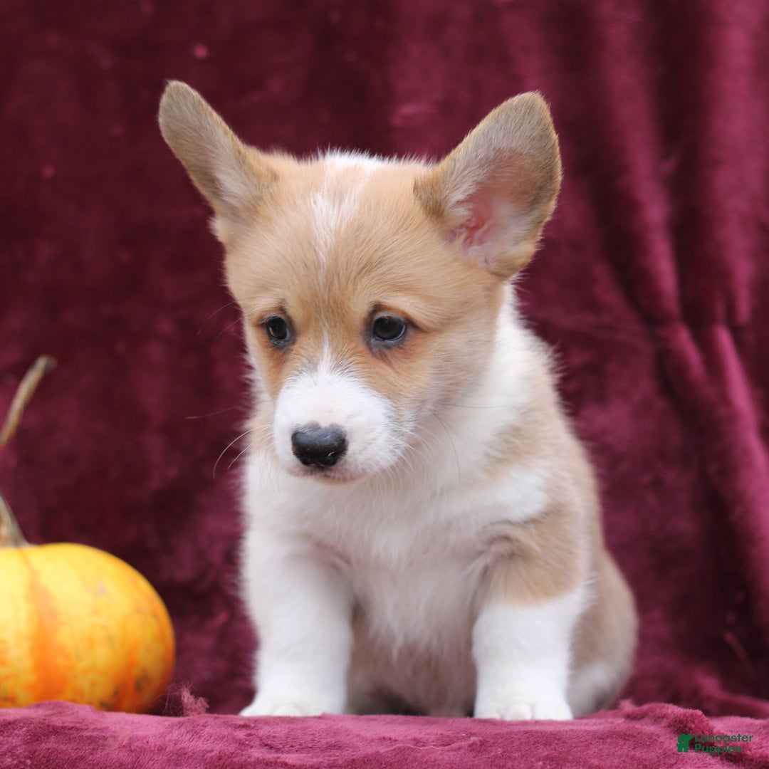 Welsh Corgi Pembroke dogs for sale: Hudson  - Ad 2