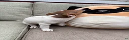 Jack Russell Terrier dogs for sale: Chocolate  - Ad 6