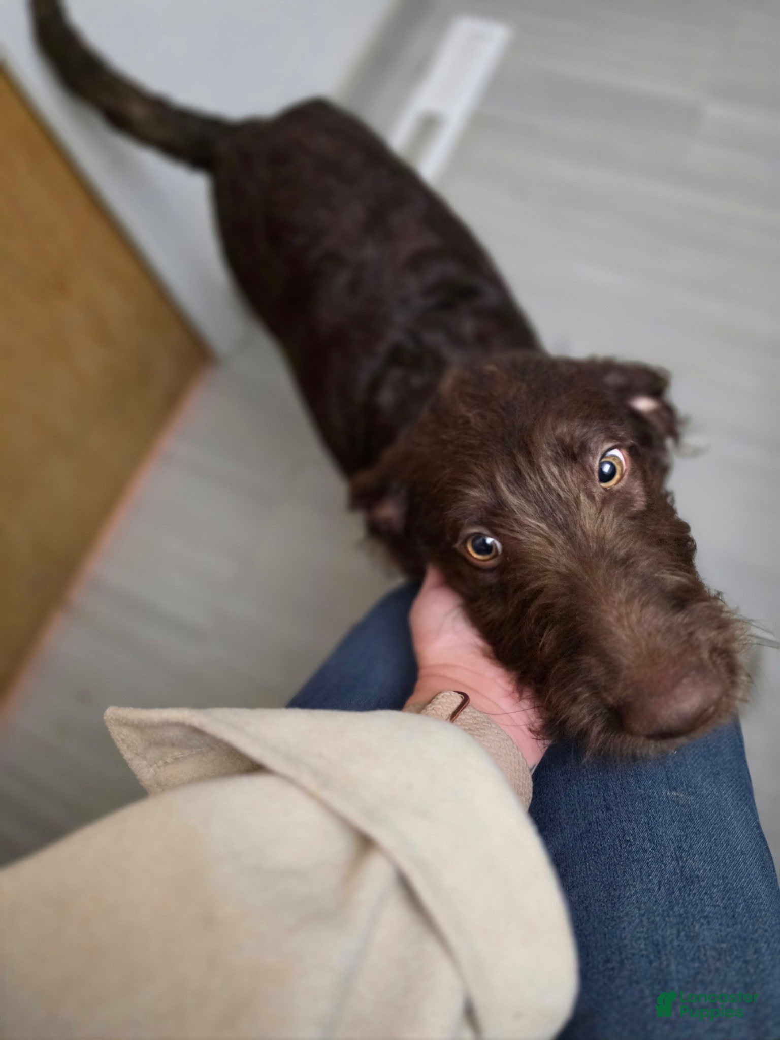 Labradoodle dogs for sale: Indy - Ad 3