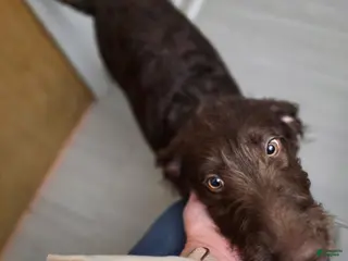 Labradoodle dogs for sale: Indy - Ad 3