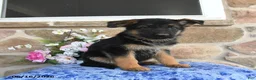 German Shepherd dogs for sale: Saffron - Ad 3