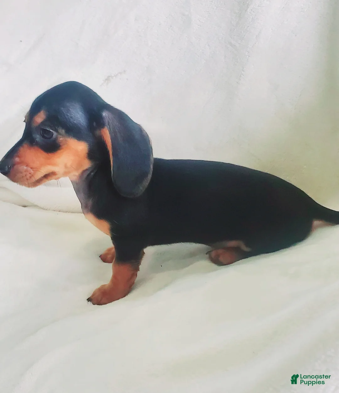 Miniature Dachshund dogs for sale: Jelly Bean - Ad 2