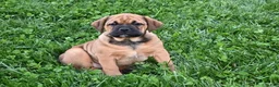 Mixed Breed dogs for sale: Bella - Ad 7