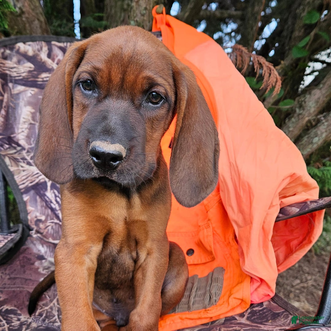 Coonhound Rescue Redbone Coonhound Breeders Near Me Pictures Of