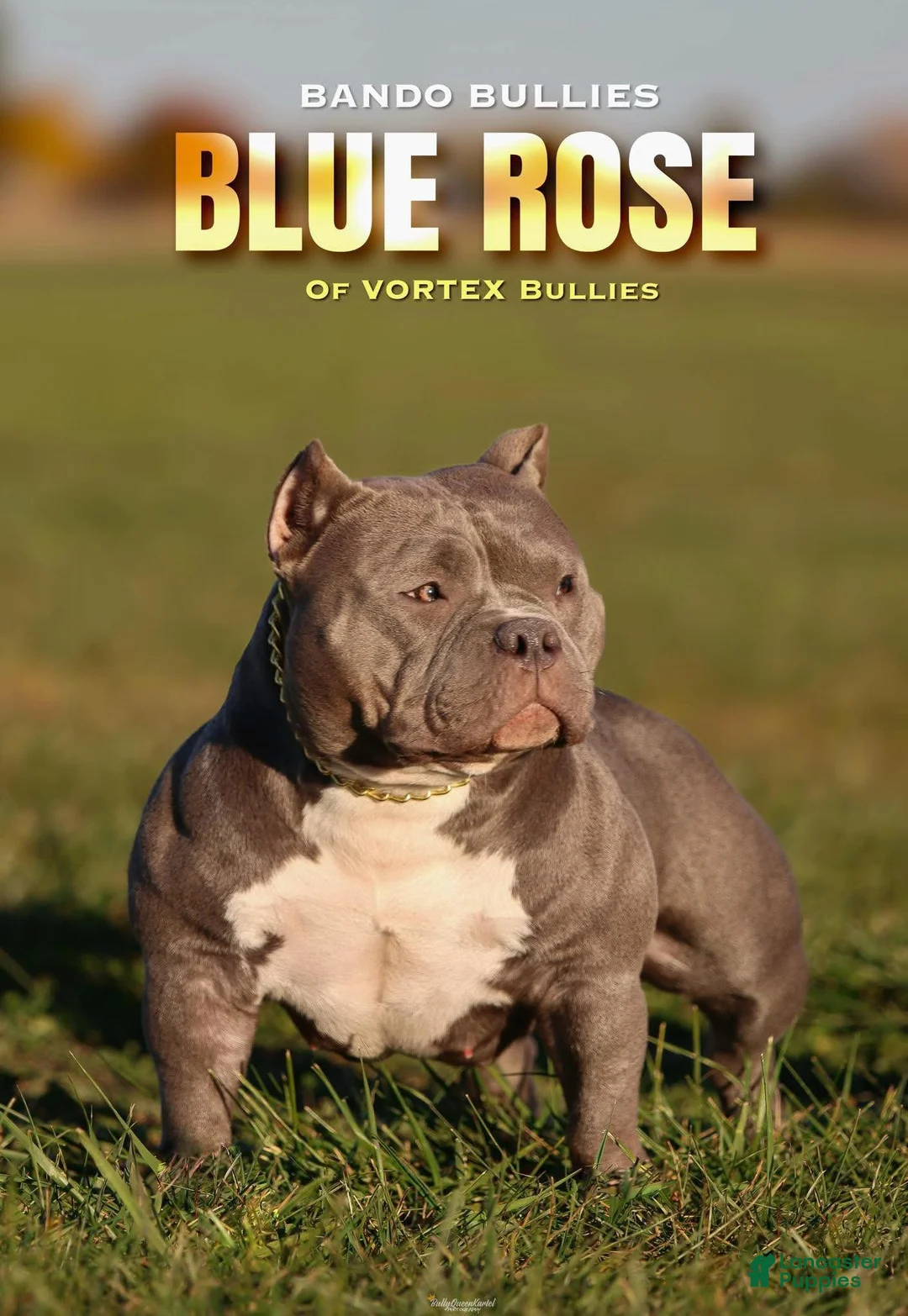 American Bully dogs for sale: Blue Tri Merle Female  - Ad 3