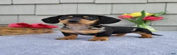 Dachshund dogs for sale: Marabelle - Ad 2