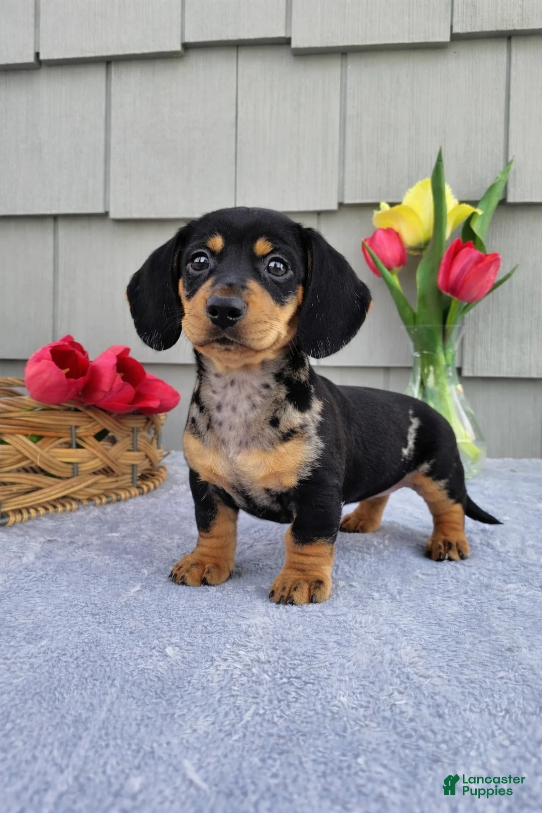 Dachshund dogs for sale: Marabelle - Ad 2