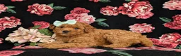 Mixed Breed dogs for sale: Mistie Hypoallergenic - Ad 5