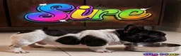 French Bulldog dogs for sale: Blue Moo - Ad 6
