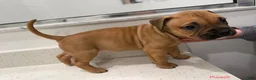 American Bully dogs for sale: Puppy 2 Female - Ad 1