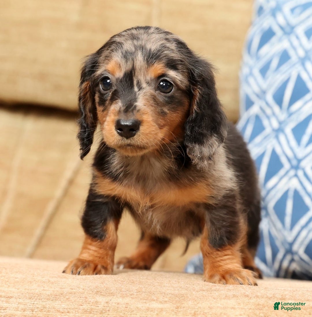 Miniature Dachshund dogs for sale: Todd - Ad 3