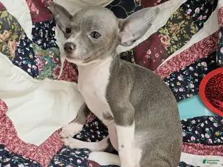 Chihuahua dogs Lunar (Blue and White) - Ad 42