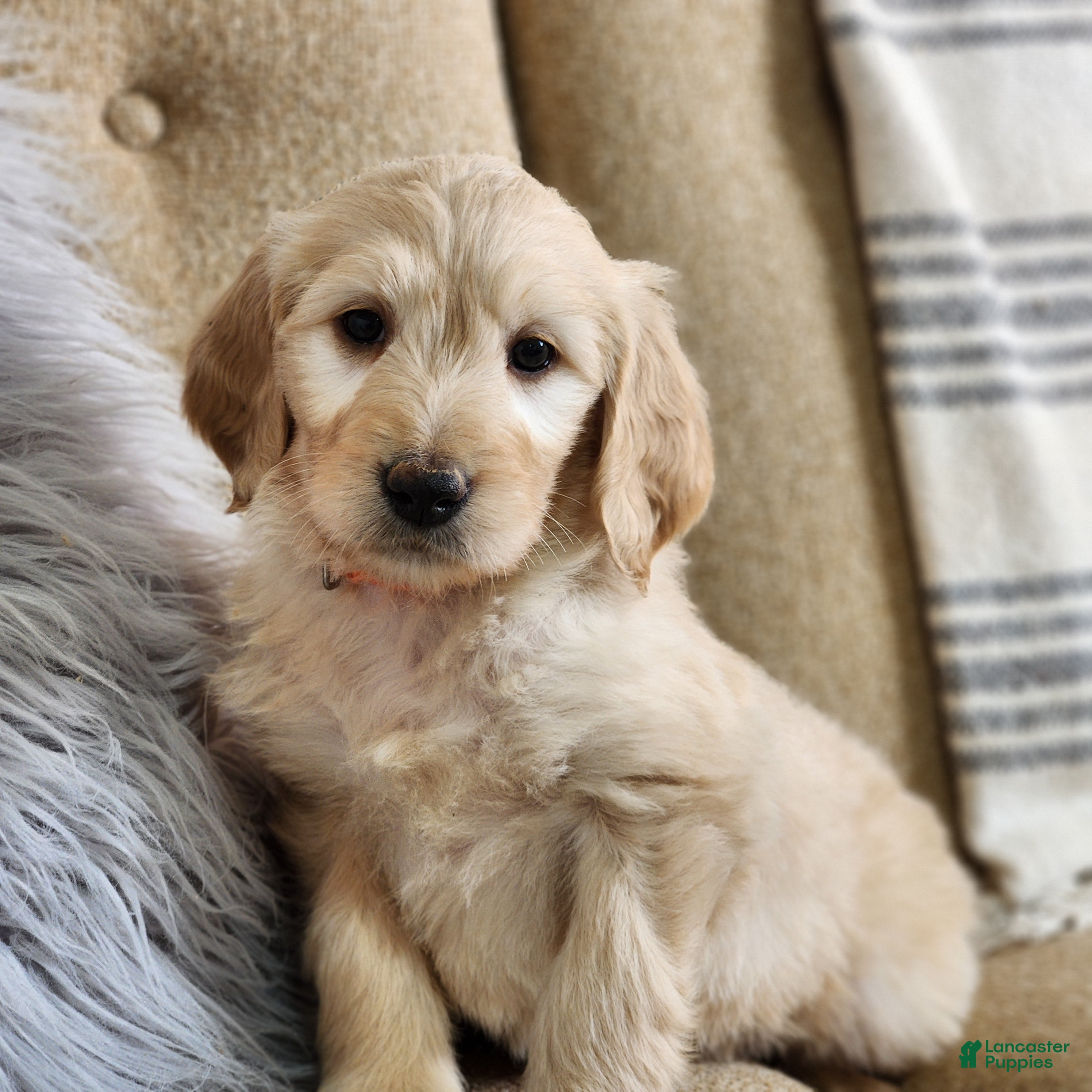 Goldendoodle dogs Boone - Ad 2