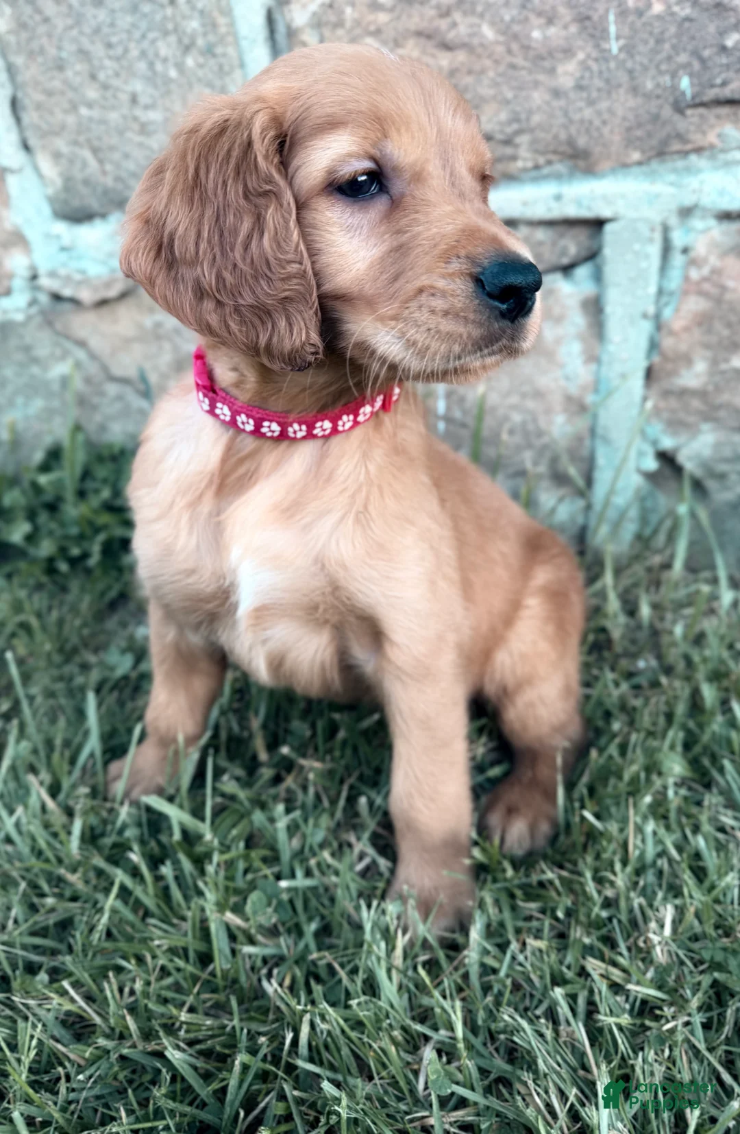 Golden Retriever dogs for sale: Dash - Ad 1