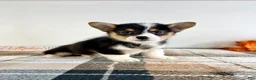 Welsh Corgi Pembroke dogs for sale: CKC Miles - Ad 5