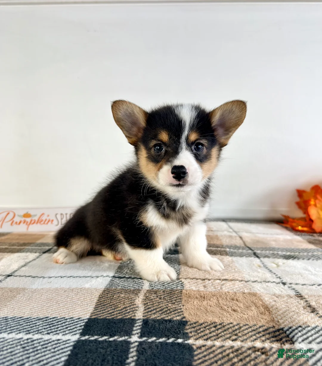 Welsh Corgi Pembroke dogs for sale: CKC Miles - Ad 5