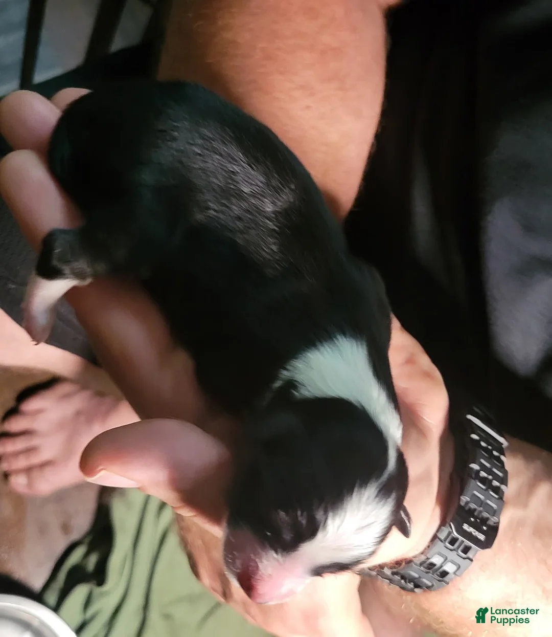 Miniature Australian Shepherd dogs for sale: Benji - Ad 2