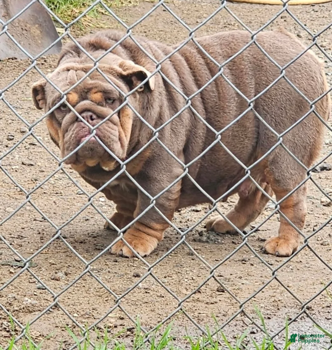 English Bulldog dogs for sale: DOLLY - CHOCOLATR TRI MERLE PRINCESS IN HOLLYWOOD - USA DELIVERY - Ad 2