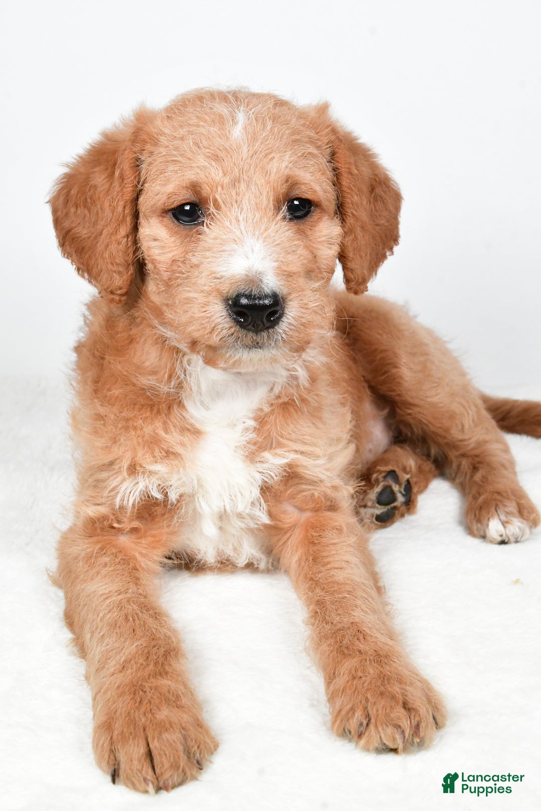 Labradoodle dogs for sale: Nadine - Ad 5