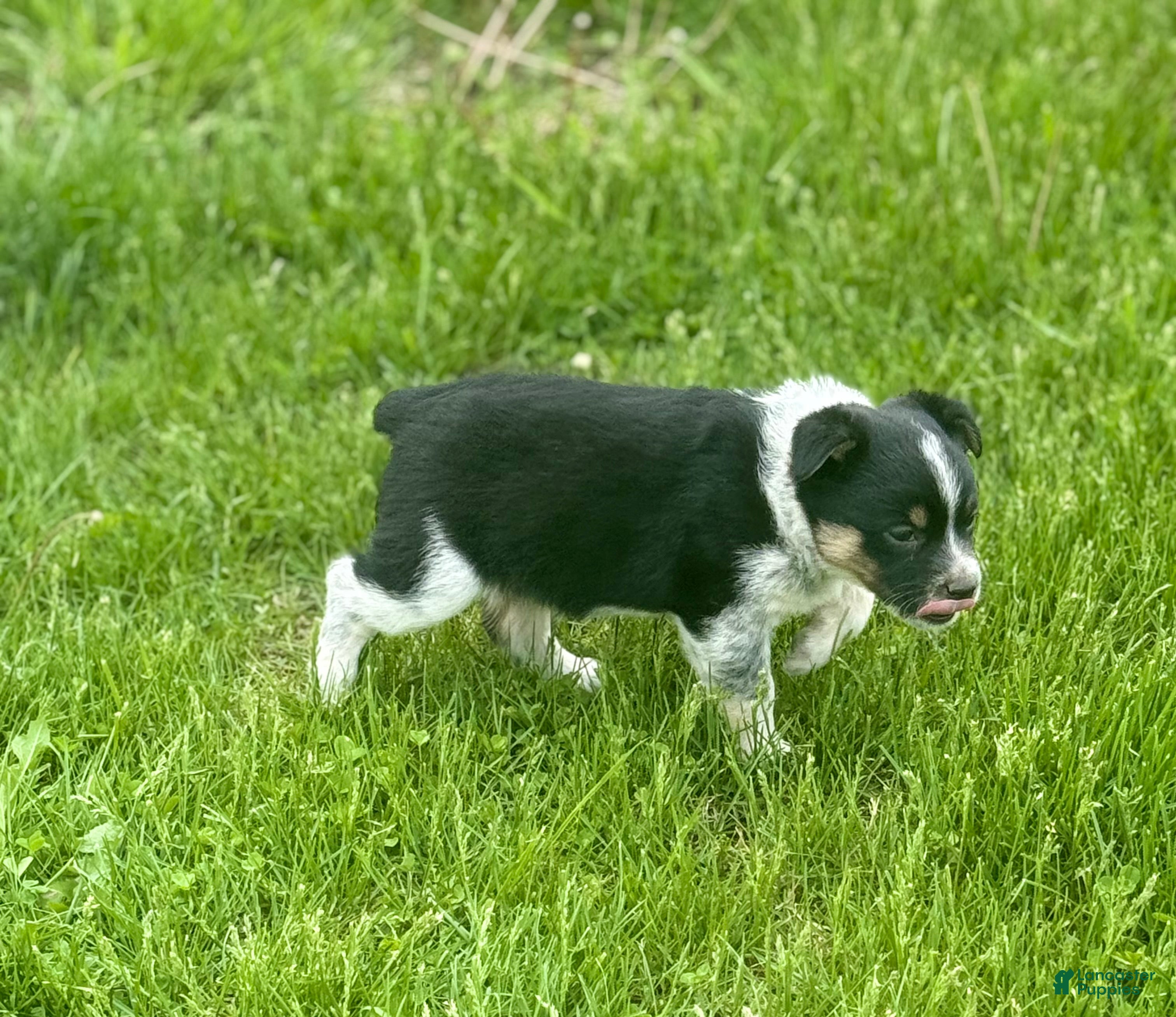 Mixed Breed dogs Mixed Breed Puppy 3 - Ad 2