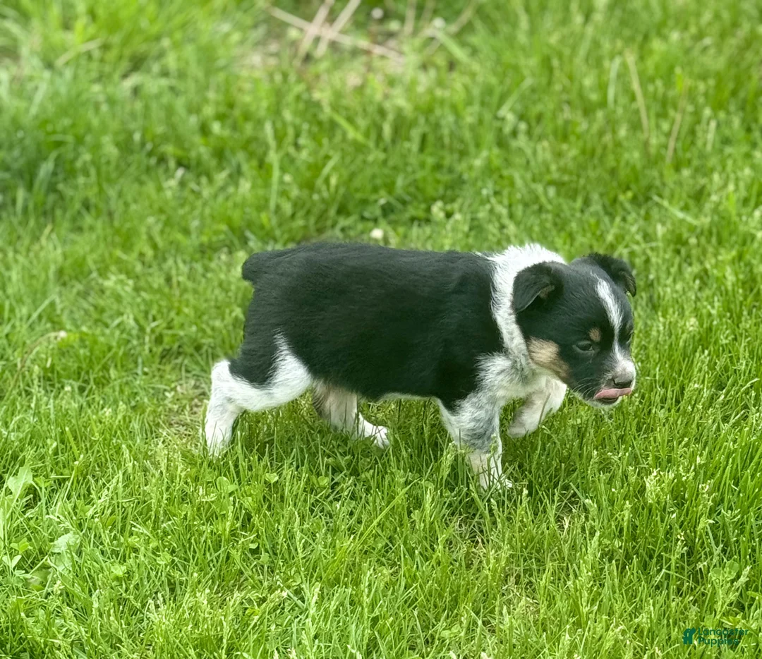 Mixed Breed dogs for sale: Mixed Breed Puppy 3 - Ad 2