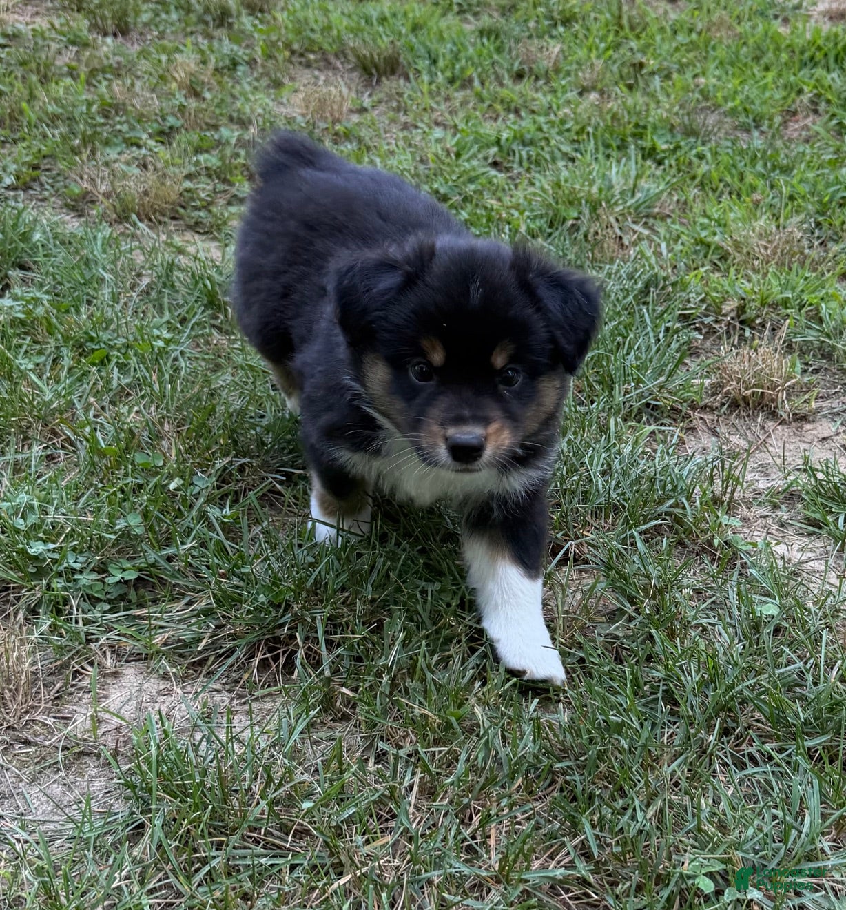 Australian Shepherd dogs  Bruno - Ad 1