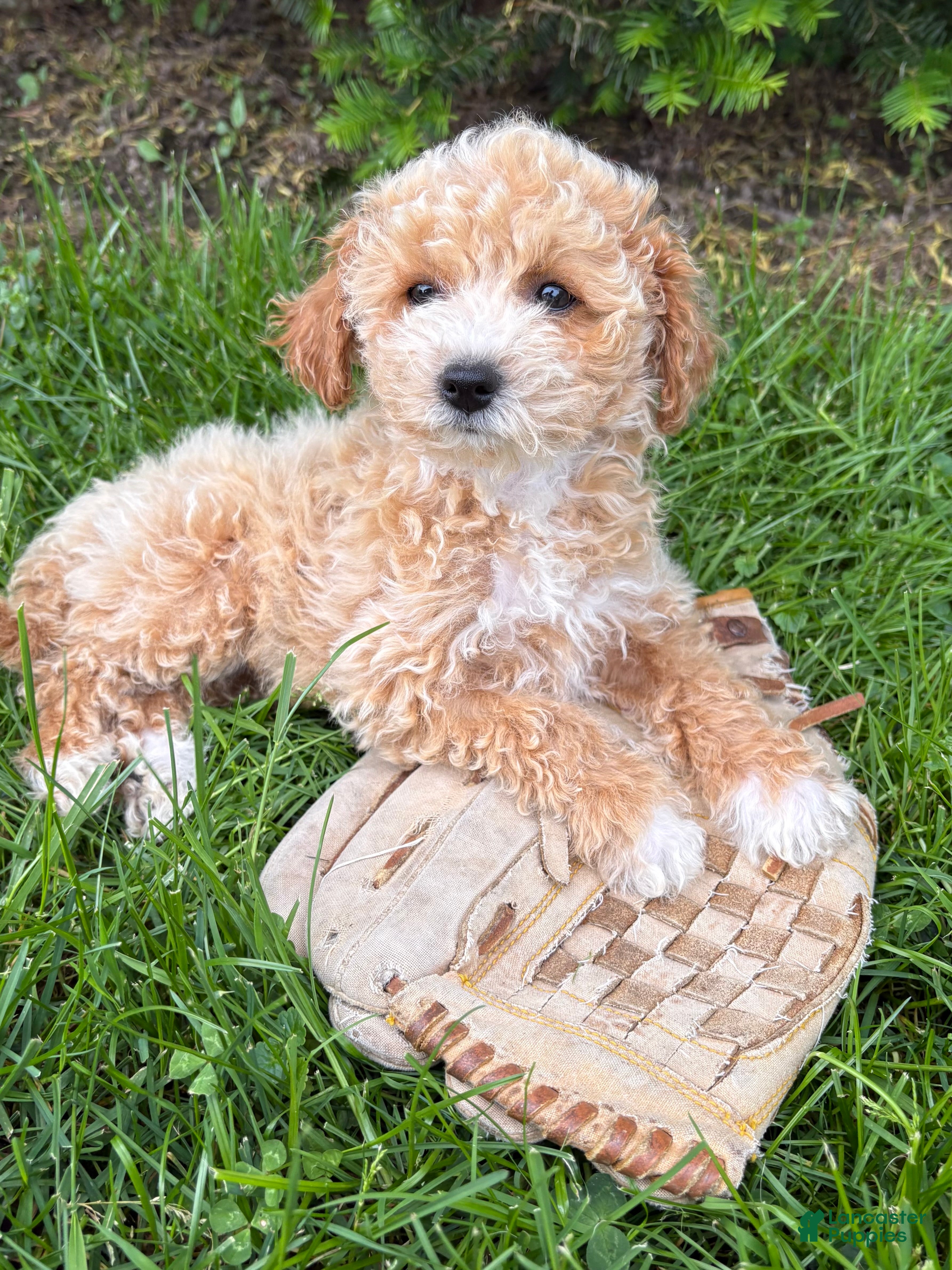 Bichpoo dogs Jetta - Ad 1