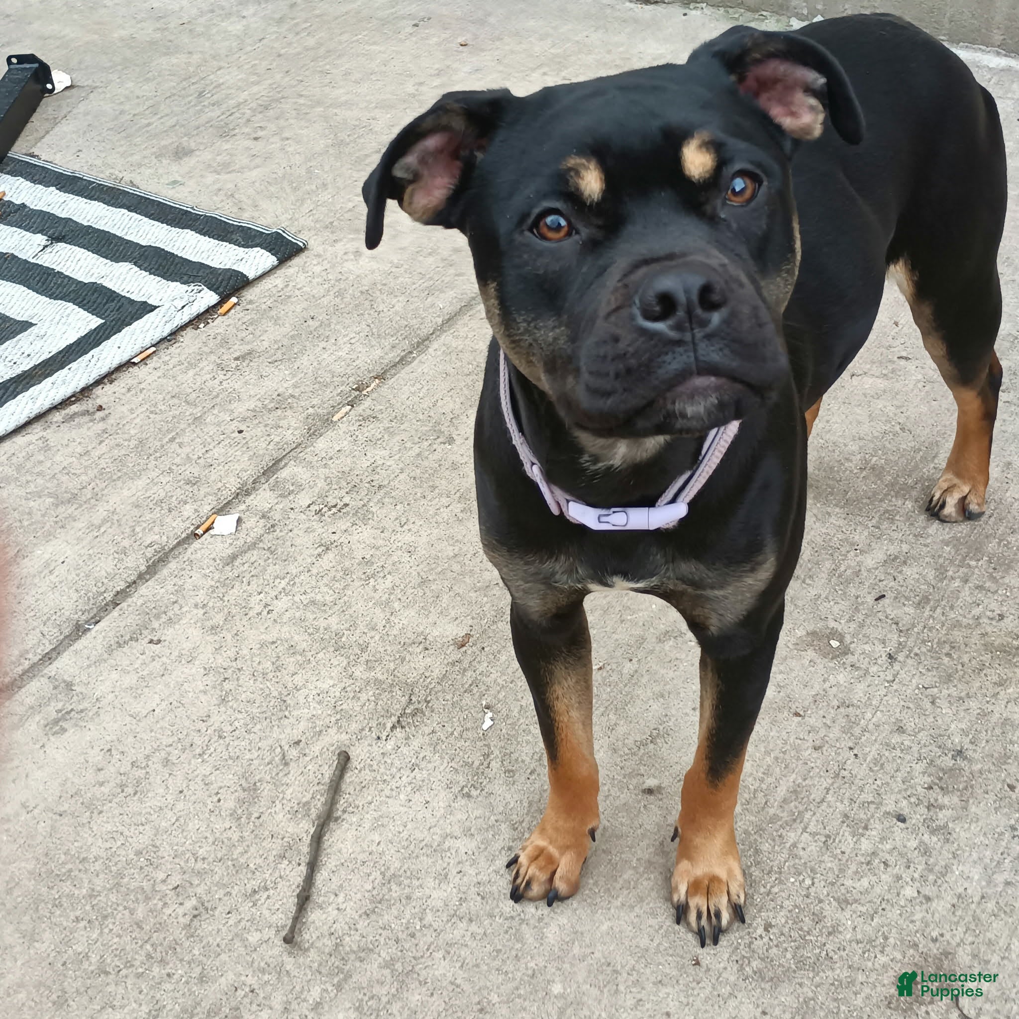 Mixed Breed dogs Mixed Breed Puppy 1 - Ad 1