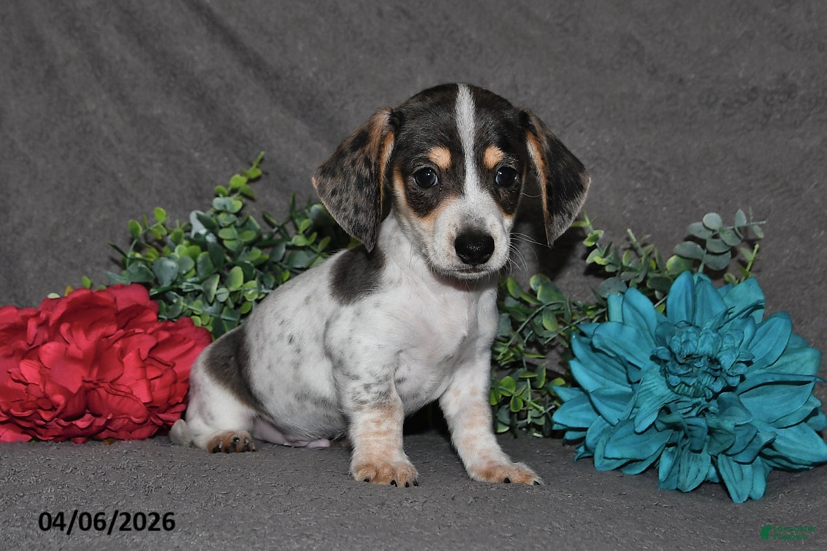 Miniature Dachshund dogs for sale: Chief - Ad 1