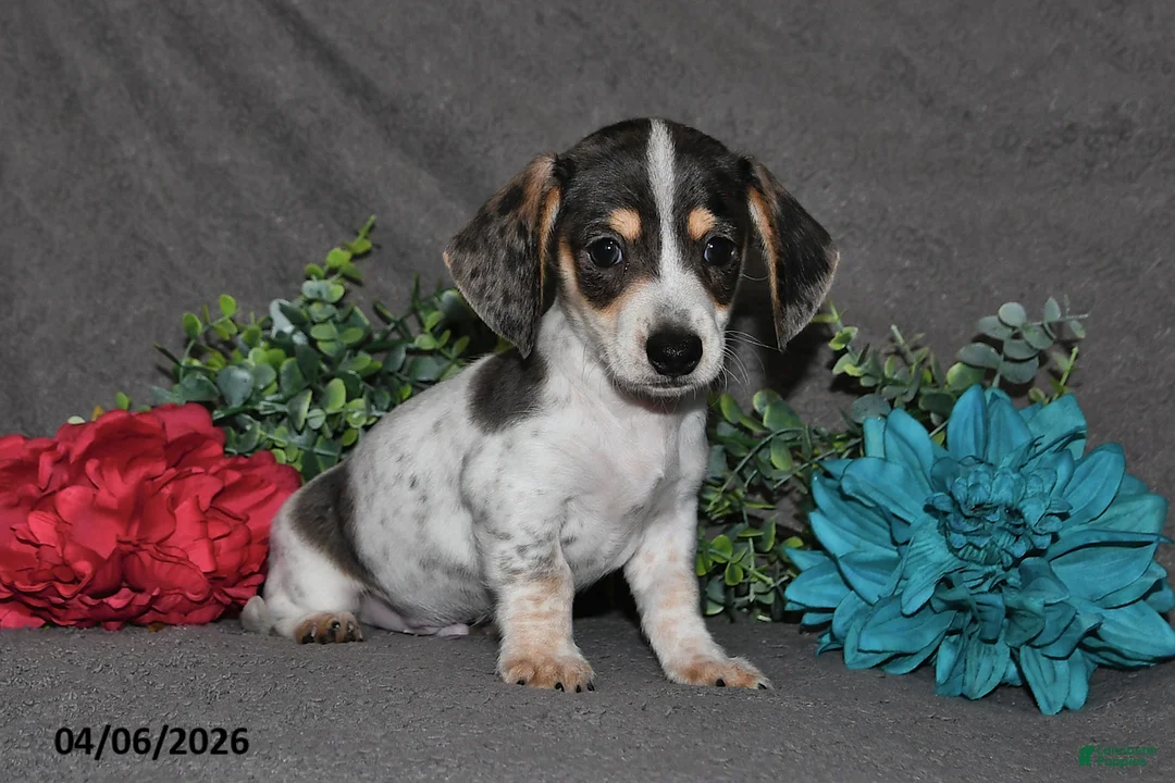 Miniature Dachshund dogs for sale: Chief - Ad 1