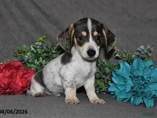 Miniature Dachshund dogs for sale: Chief - Ad 1