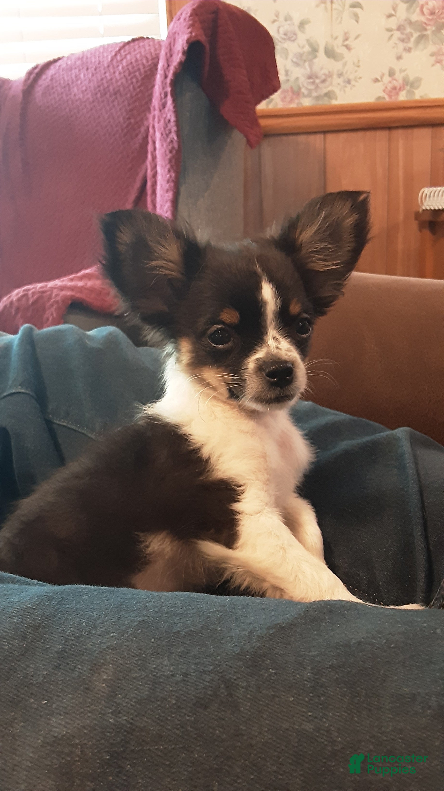 Chihuahua dogs Chihuahua 2 - Ad 3