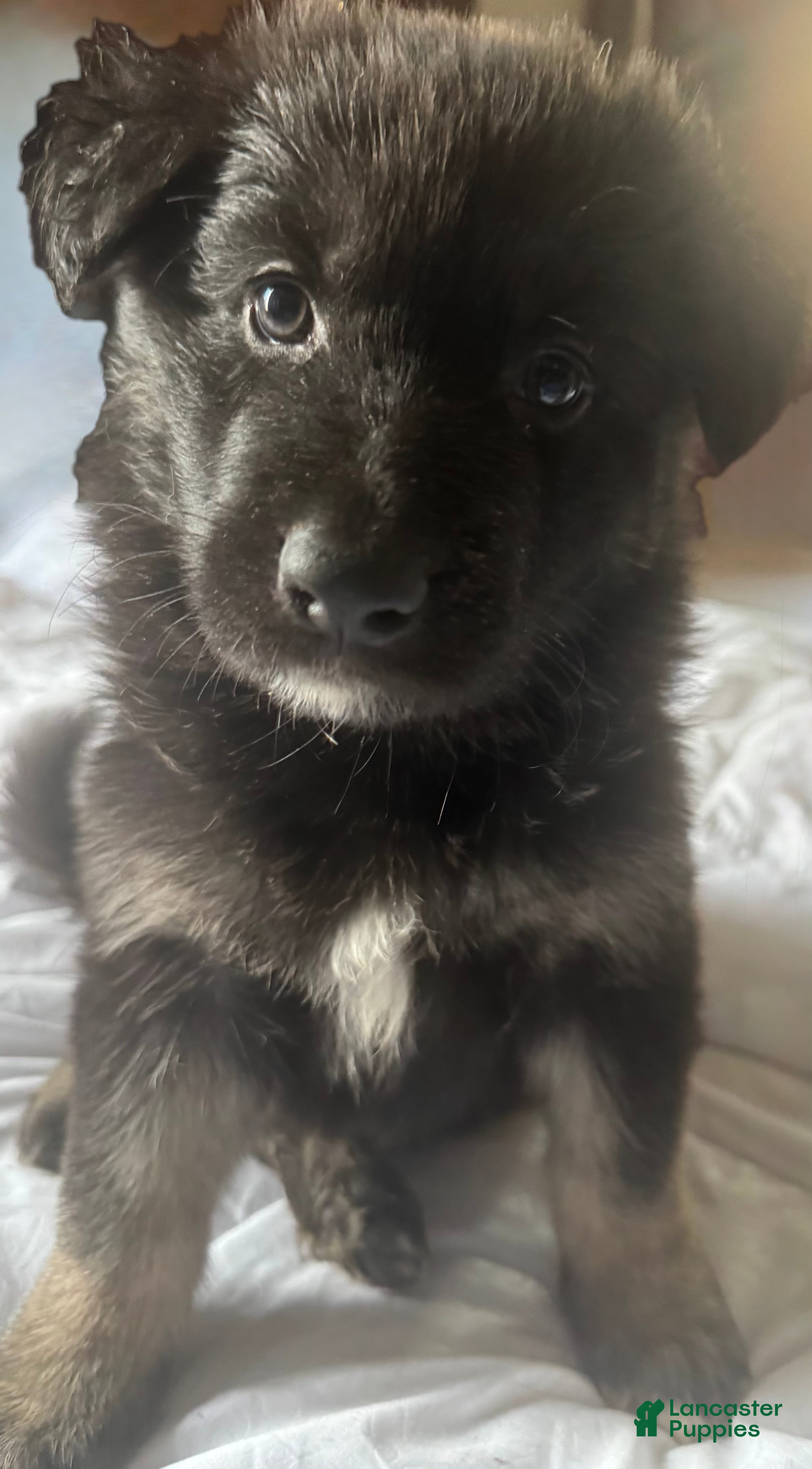 German Shepherd dogs German Shepherd Puppy 5 - Ad 3