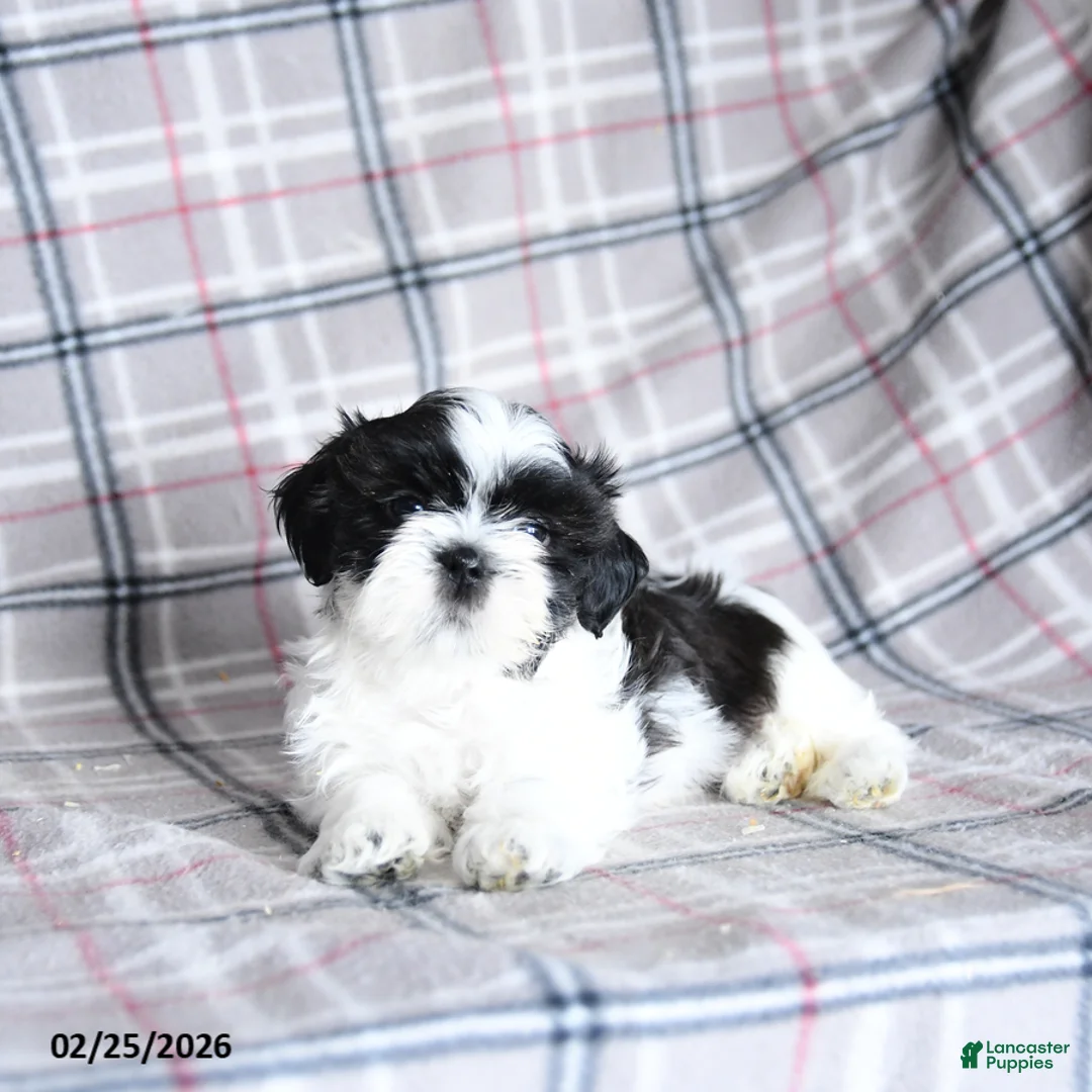 Shih Tzu dogs for sale: Stormy - Ad 3