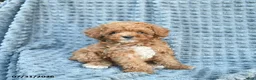 Toy Poodle dogs for sale: Max  - Ad 1