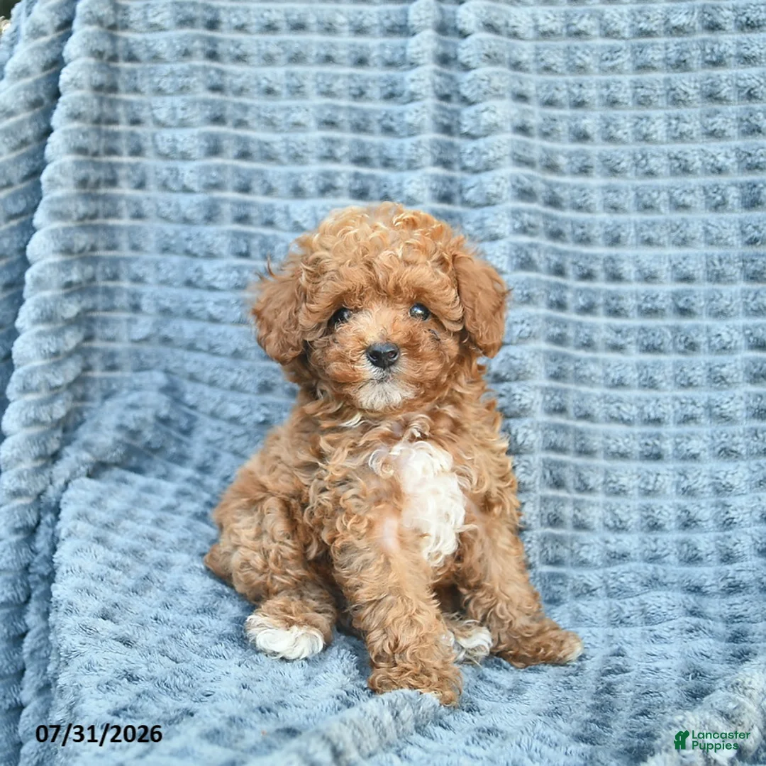 Toy Poodle dogs for sale: Max  - Ad 1