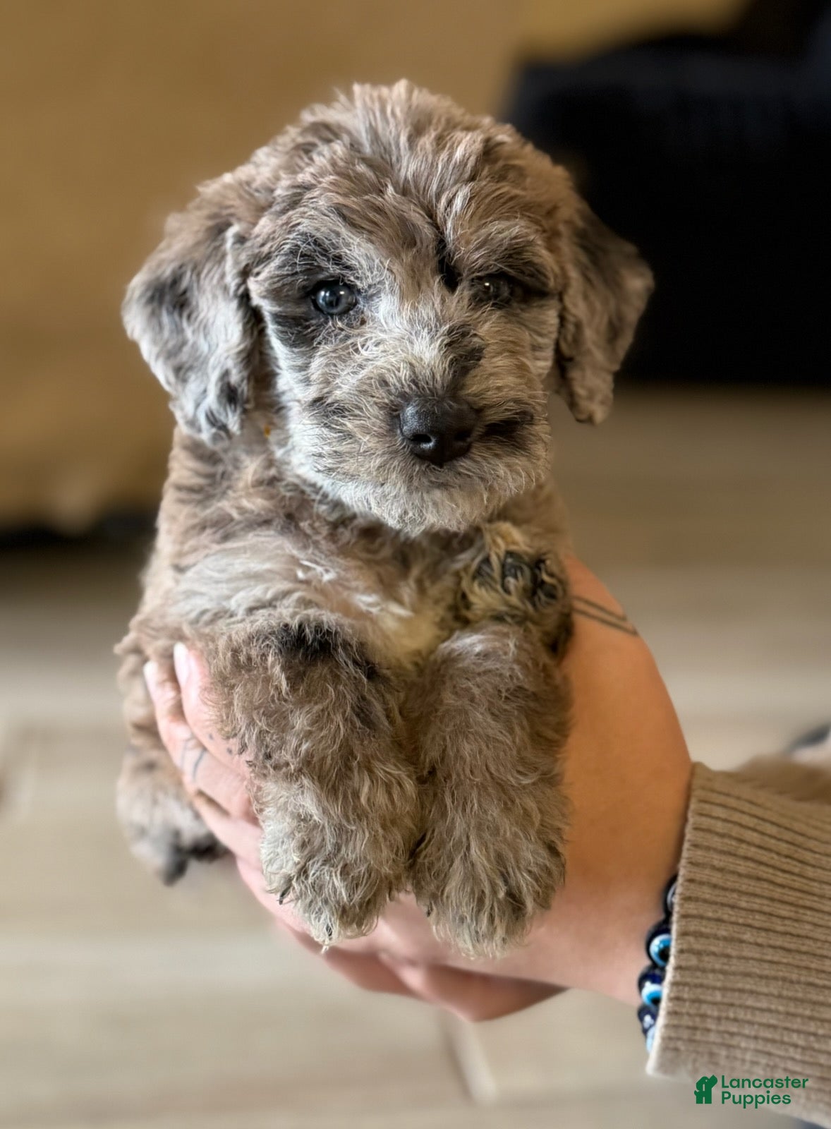 Labradoodle dogs for sale: Truffle - Ad 2