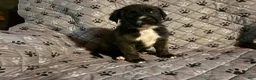 Mixed Breed dogs for sale: Thor - Ad 15