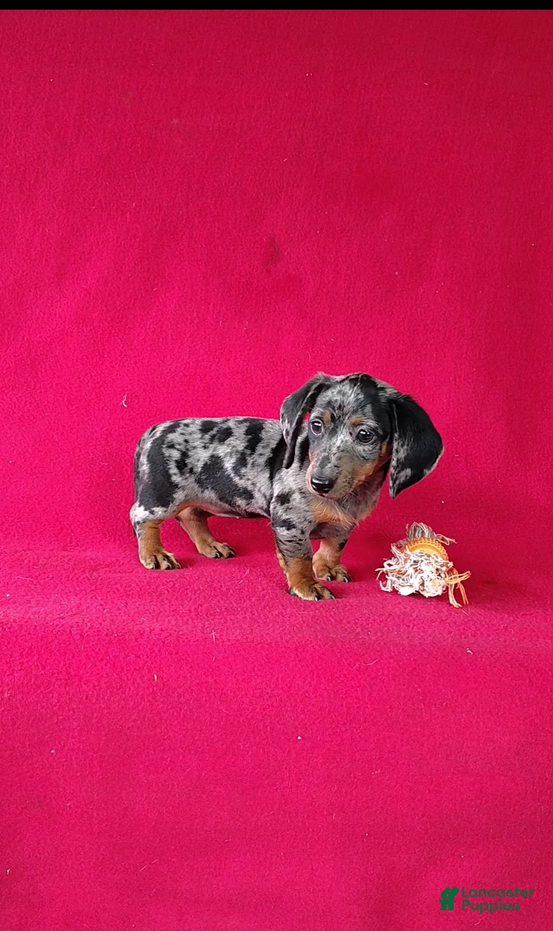 Miniature Dachshund dogs for sale: Delores - Ad 2