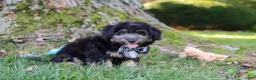 Mini Aussiedoodle dogs for sale: Austin - Ad 8