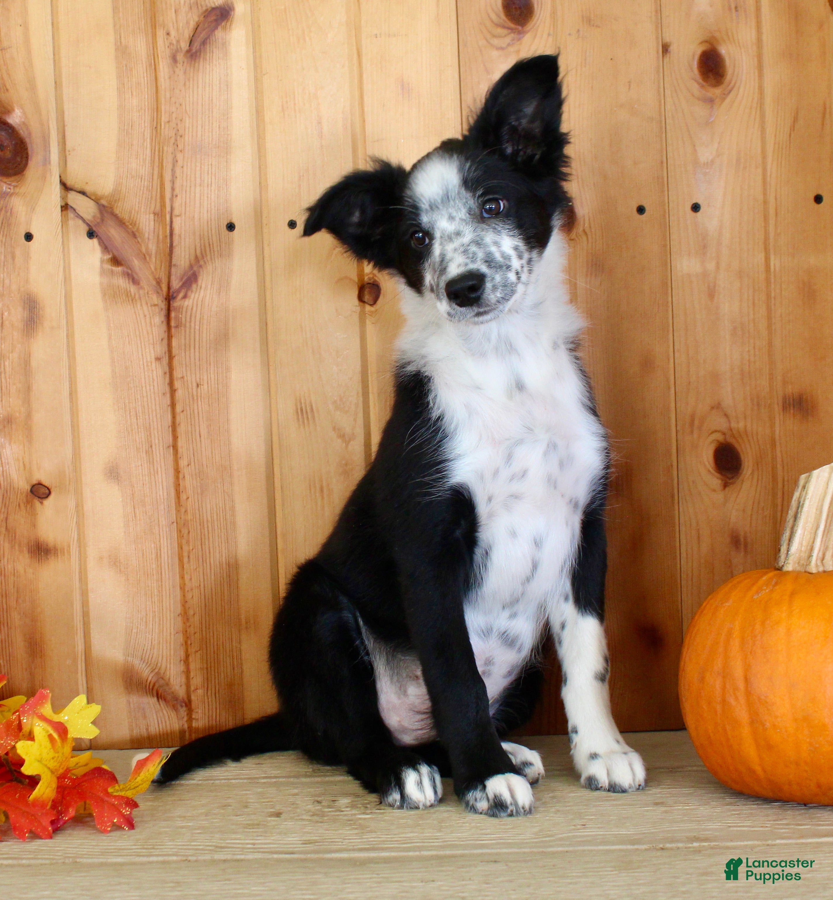 Mixed Breed dogs for sale: Boss - Ad 2